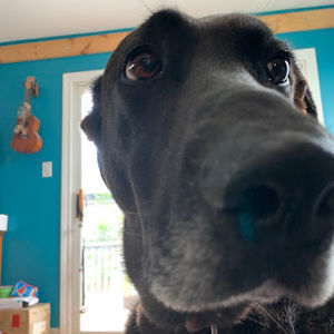 Meet your Posher, Rosie